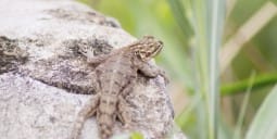 Flights Abidjan to Zambia