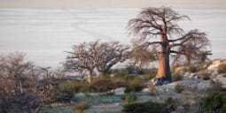 Flights Kasane to Botswana