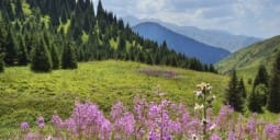 Flights Qatar to Shymkent