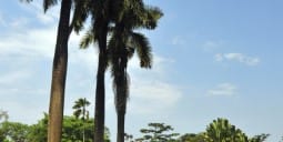 Flights Qatar to Entebbe