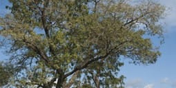 Flights Qatar to Enugu