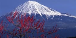 Flights Shizuoka to Miyazaki