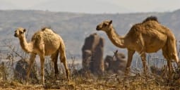 Flights Harare to Johannesburg