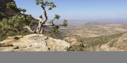 Flights Qatar to Jimma