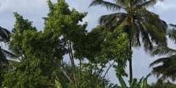 Flights Qatar to Bissau