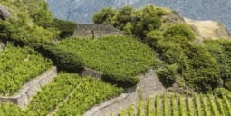 Flights Qatar to Shiraz