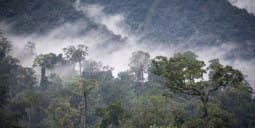 Flights Qatar to Yaounde